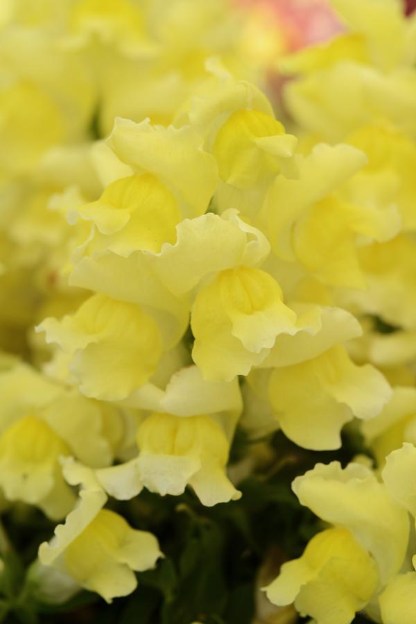 Snapdragon antirrhinum majus 'Snapshot Yellow'