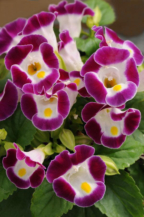 Torenia fournieri 'Kauai Burgundy'