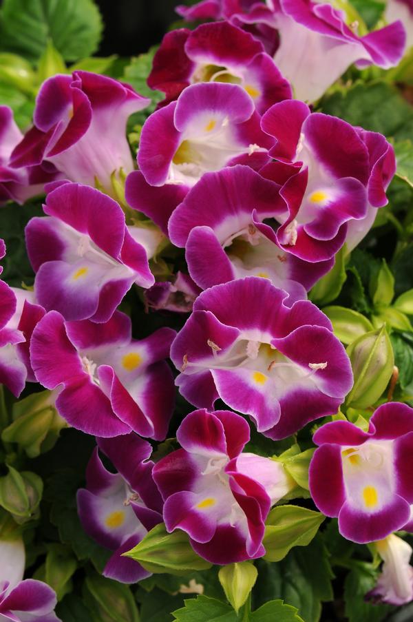 Torenia fournieri 'Kauai Magenta'