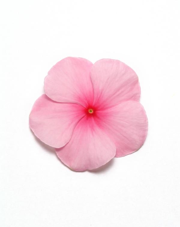 Vinca catharanthus roseus 'Pacifica Blush Xp'