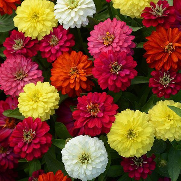 Zinnia marylandica 'Zahara Mix'