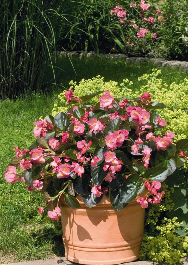 Begonia benariensis 'Big Bronze Leaf Rose'
