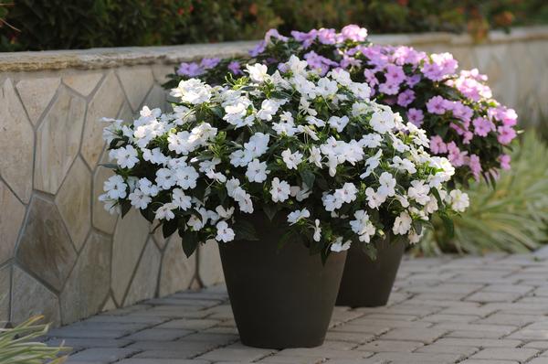 Impatiens interspecific 'Big Bounce White'