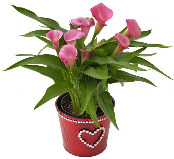 Calla Lilies zantedeschia rehmannii hybrida 'Garnet Glow'