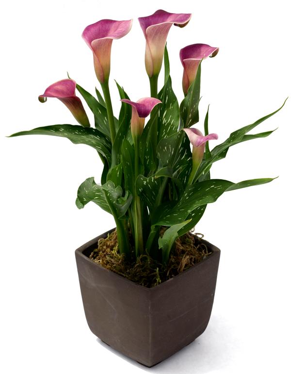 Calla Lilies zantedeschia rehmannii hybrida 'Twilight'