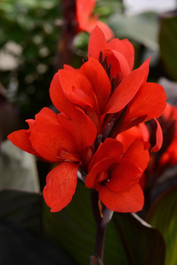 Canna generalis 'Cannova Bronze Scarlet'