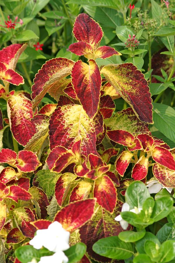 Coleus scutellarioides 'Dipt in Wine'