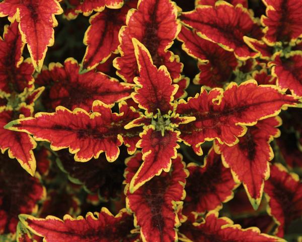 Coleus scutellarioides 'El Brighto'