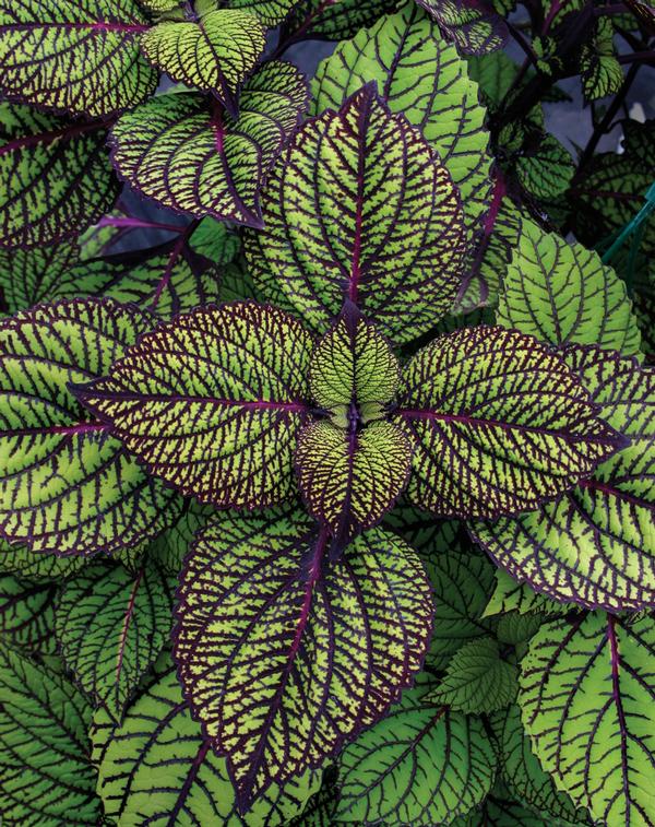 Coleus scutellarioides 'Fishnet Stockings'