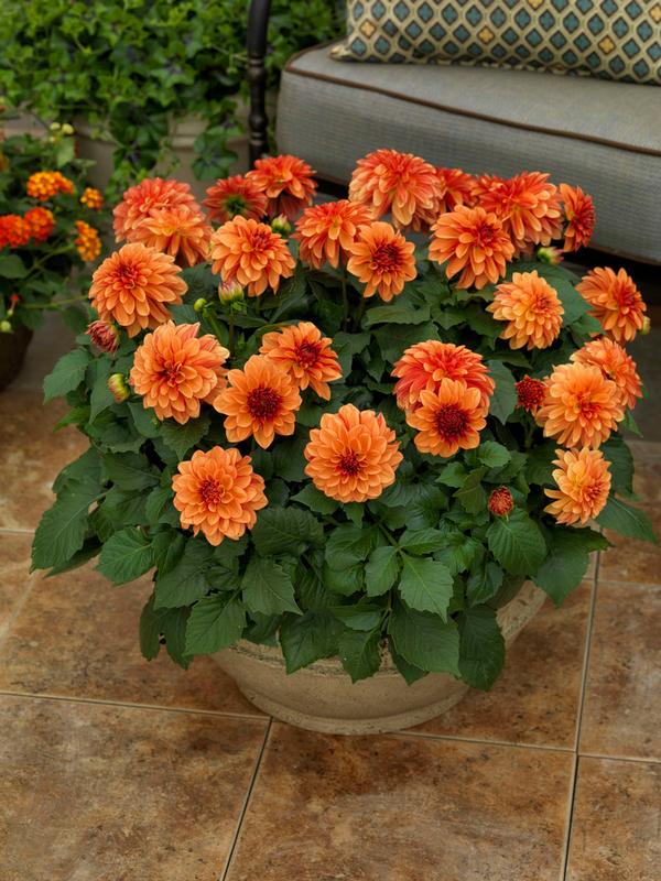 Dahlia hybrida 'Grandalia Orange'