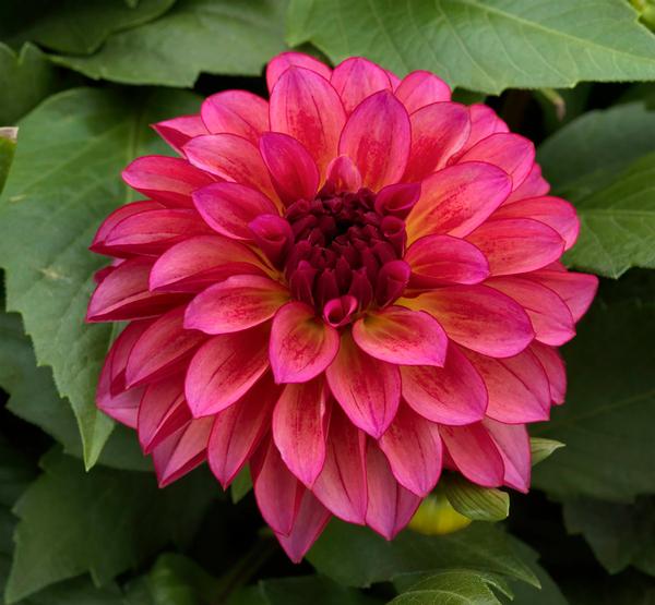 Dahlia hybrida 'Grandalia Sunrise'