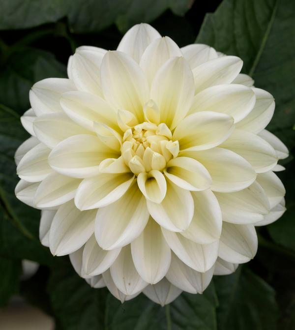 Dahlia hybrida 'Grandalia White'