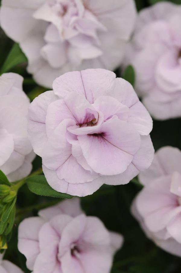 Calibrachoa hybrida 'Minifamous Uno Double Chiffon'