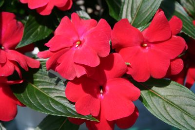 New Guinea impatiens hawkerii 'Sonic Deep Red'