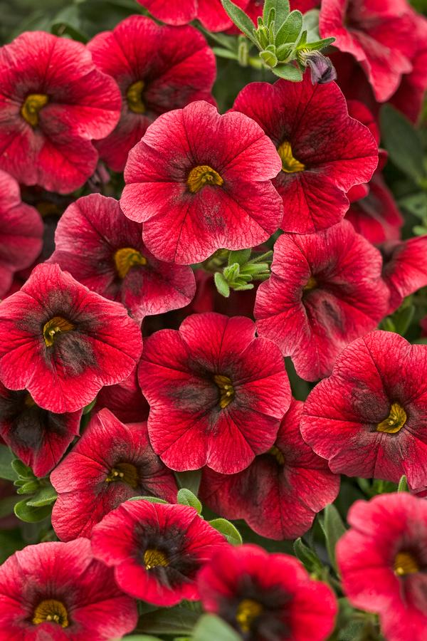 Calibrachoa hybrida 'Superbells Pomegranite Punch'
