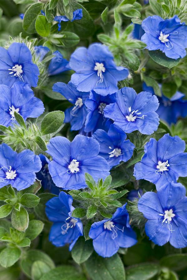Evolvulus hybrid 'Blue My Mind'