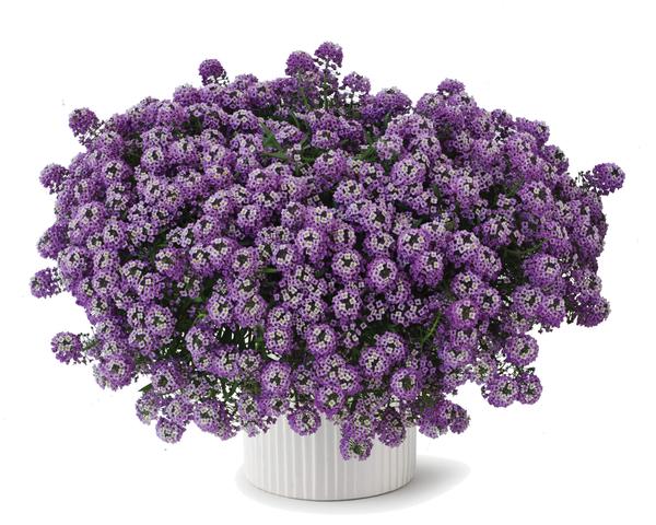 Lobularia hybrida 'Stream Deep Lavender'