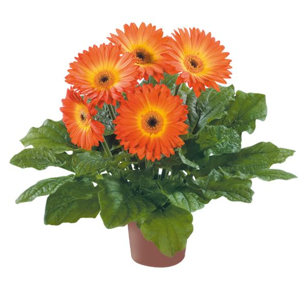 Gerbera jamesonii 'Midi Fireball'