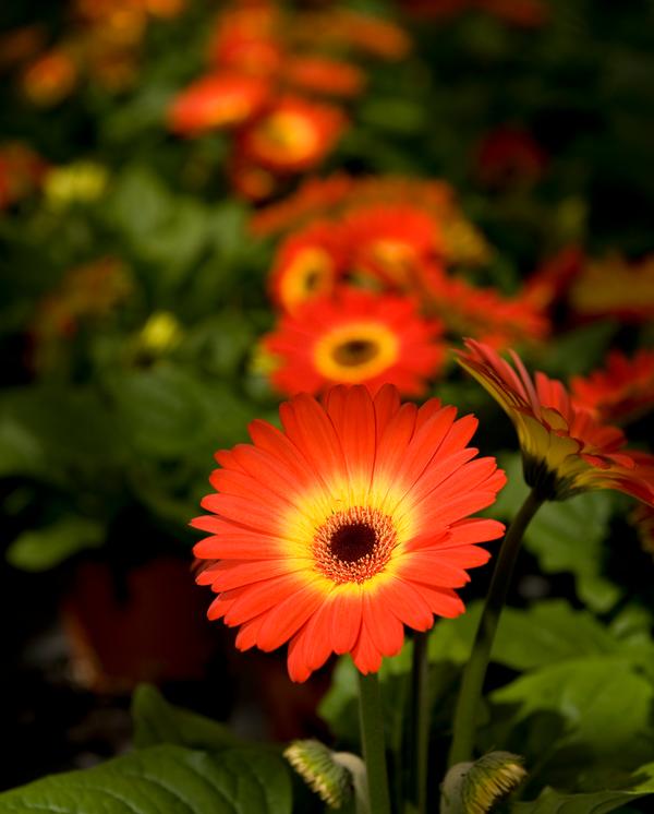 Gerbera jamesonii 'Midi Dark Fireball'