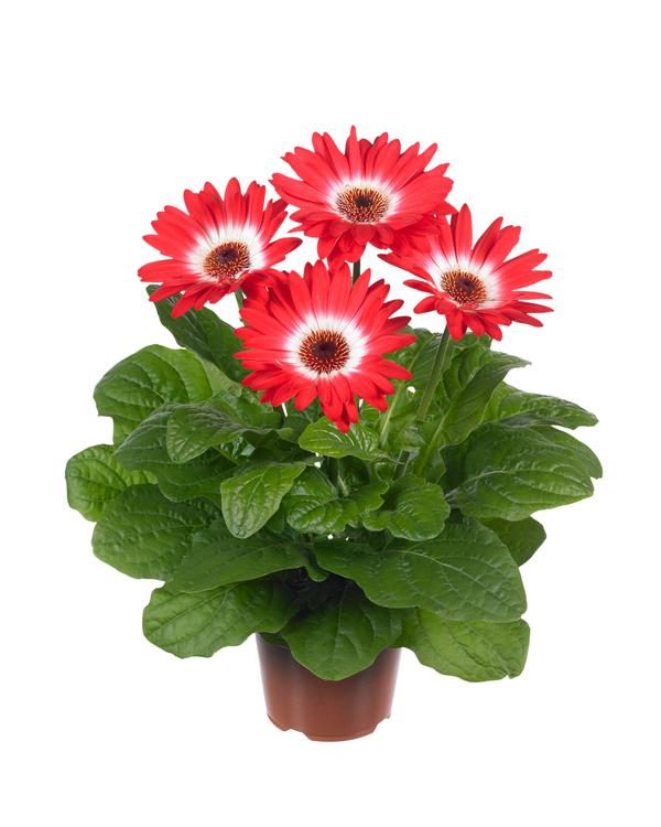 Gerbera jamesonii 'Midi Eyecatcher Red'