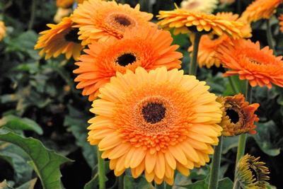 Gerbera jamesonii 'Patio Great Smokey Mountains'