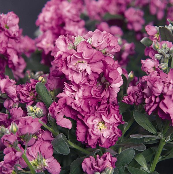 Stock matthiola incana 'Vintage Lavender'