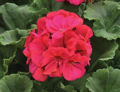 Geranium Zonal pelargonium zonale 'Rocky Mountain Magenta'