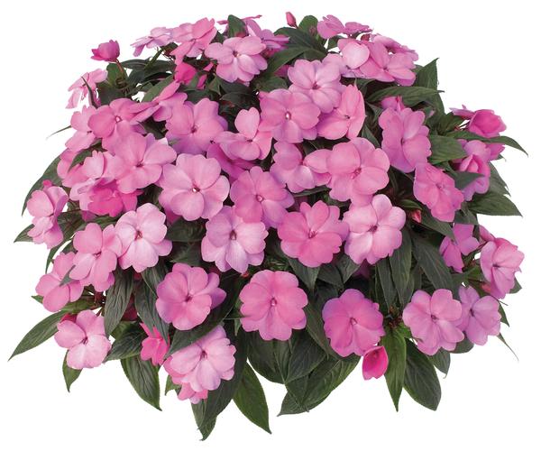 New Guinea impatiens hawkerii 'Sonic Bright Pink'