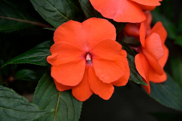 New Guinea impatiens hawkerii 'Super Sonic Dark Salmon'