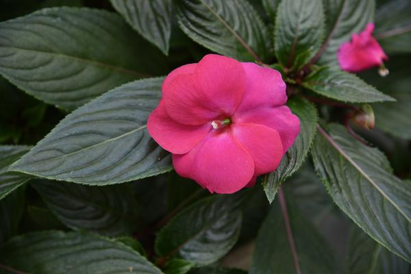 New Guinea impatiens hawkerii 'Super Sonic Pink'