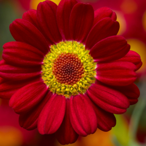 Argyranthemum frutescens 'Sassy Red'