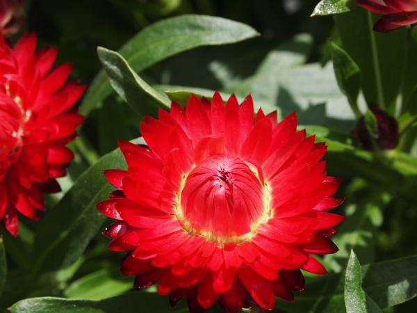 Bracteantha bracteata 'Mohave Dark Red'