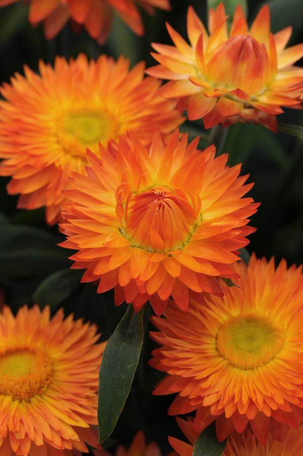 Bracteantha bracteata 'Mohave Orange'