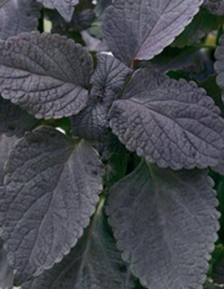 Coleus scutellarioides 'Dark Star'