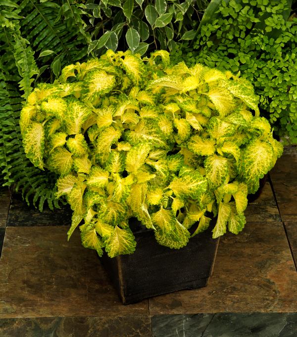 Coleus scutellarioides 'Party Time Lime'