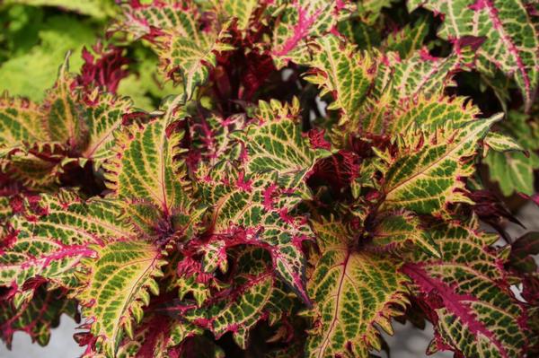 Coleus scutellarioides 'Peter's Wonder'