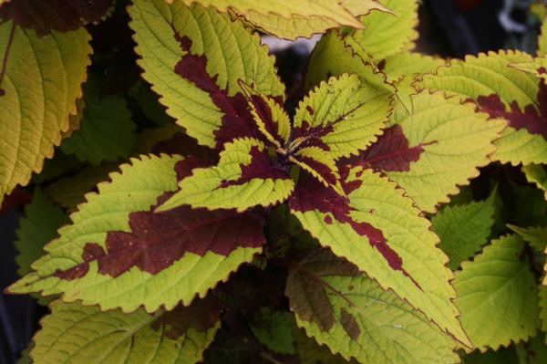 Coleus scutellarioides 'Pineapple Beauty'