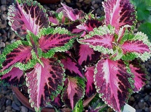 Coleus scutellarioides 'Pistachio Nightmare'