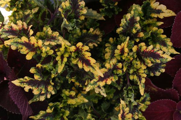 Coleus scutellarioides 'Solar Flair'