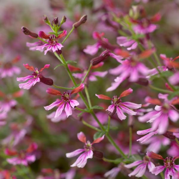 Cuphea ramosissima 'Cuphoric Pink'