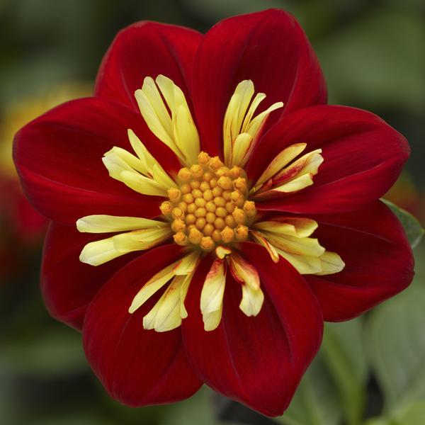 Dahlia hybrida 'Goldalia Scarlet'