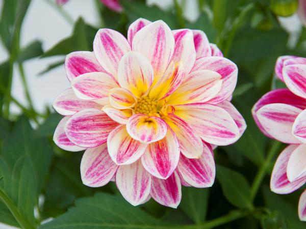 Dahlia hybrida 'Dalaya Pink with Yellow Eye'