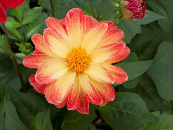 Dahlia hybrida 'Dalaya Red with Yellow Eye'