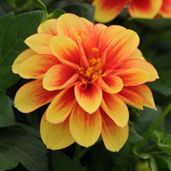 Dahlia hybrida 'Dalaya Yellow with Red Eye'