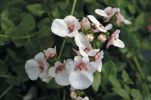 Diascia barberae 'Piccadilly Appleblossom'