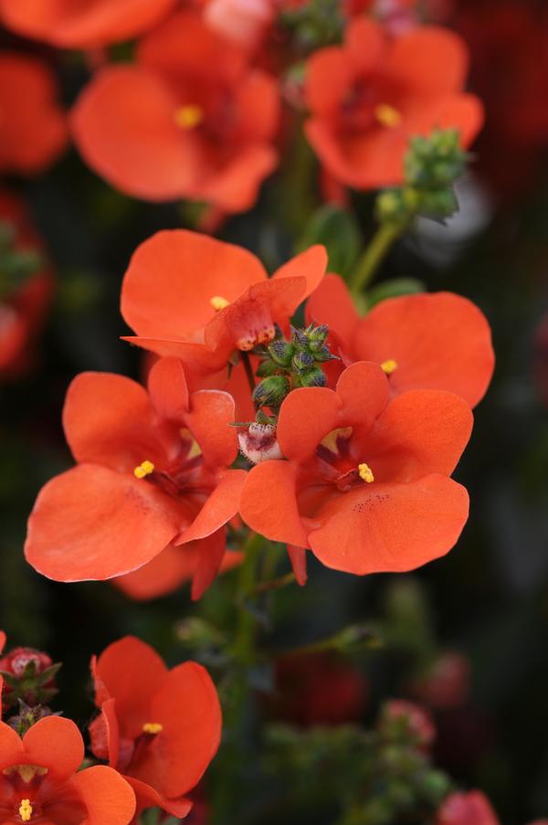 Diascia barberae 'Piccadilly Dark Orange'