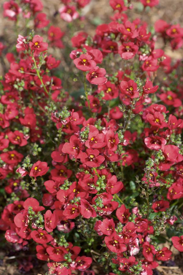 Diascia barberae 'Piccadilly Dark Red'