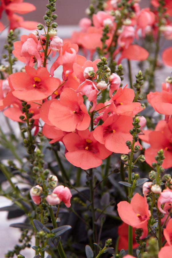 Diascia barberae 'Piccadilly Dark Salmon'