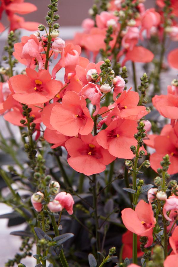 Diascia barberae 'Piccadilly Dark Salmon'