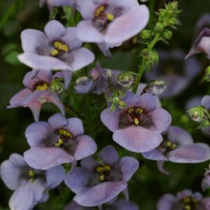 Diascia barberae 'Piccadilly Denim Blue'